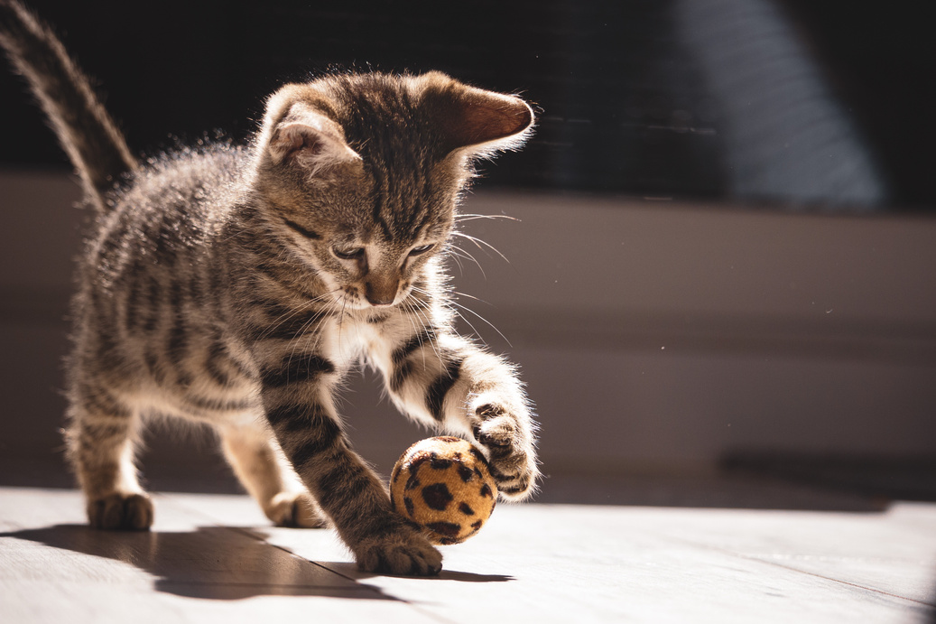 A Tabby Cat Playing with a Ball