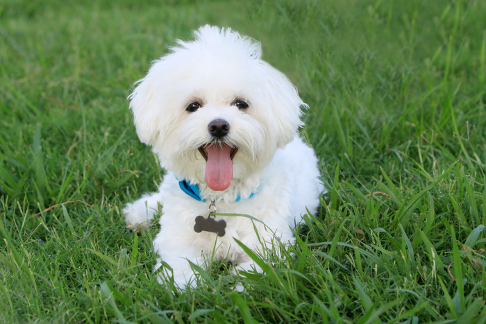 Happy White Dog in Grass
