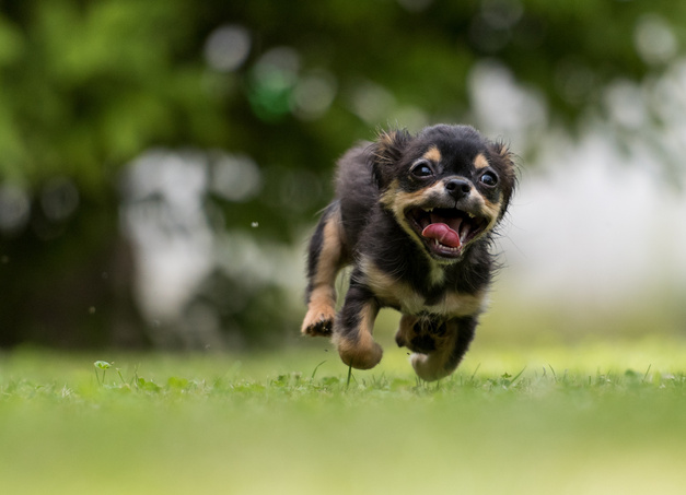Playful Dog Running